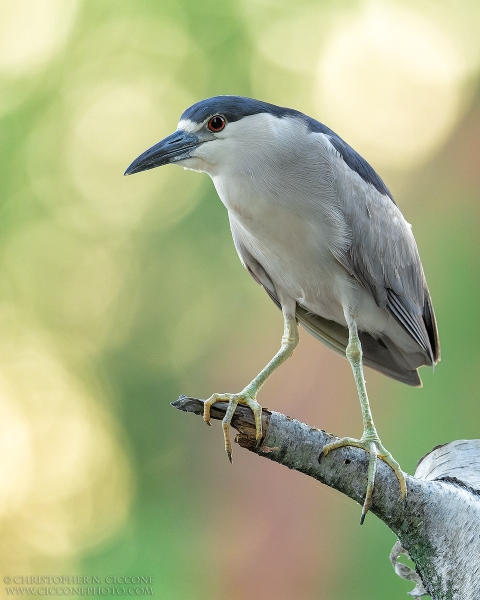 Black-crowned Night Heron