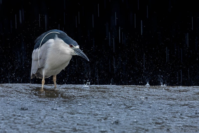 Black-crowned Night Heron