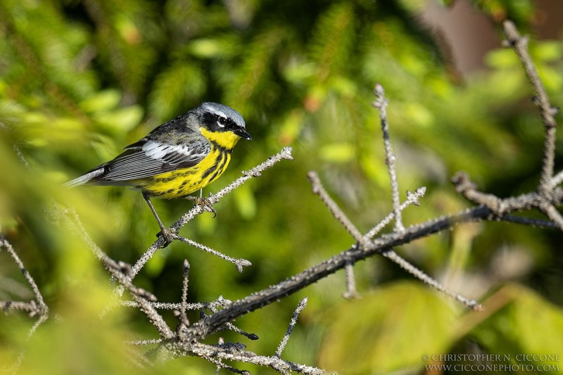 Magnolia Warbler