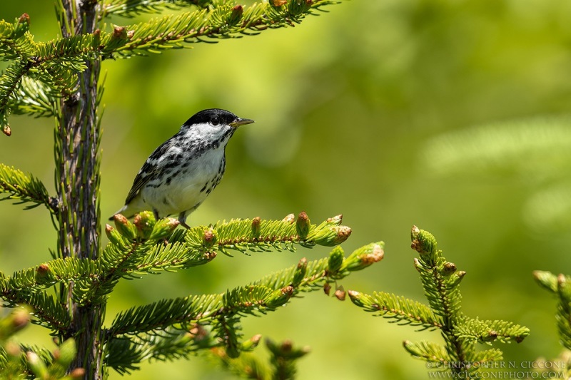 Blackpoll Warbler