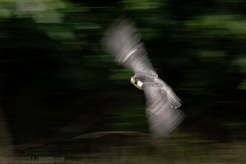 Peregrine Falcon