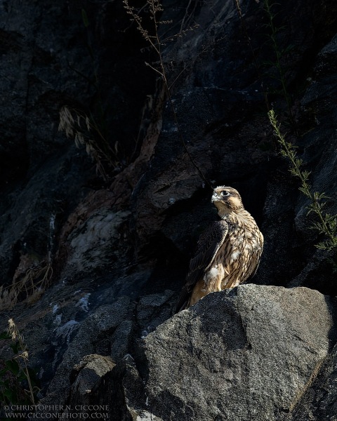 Peregrine Falcon