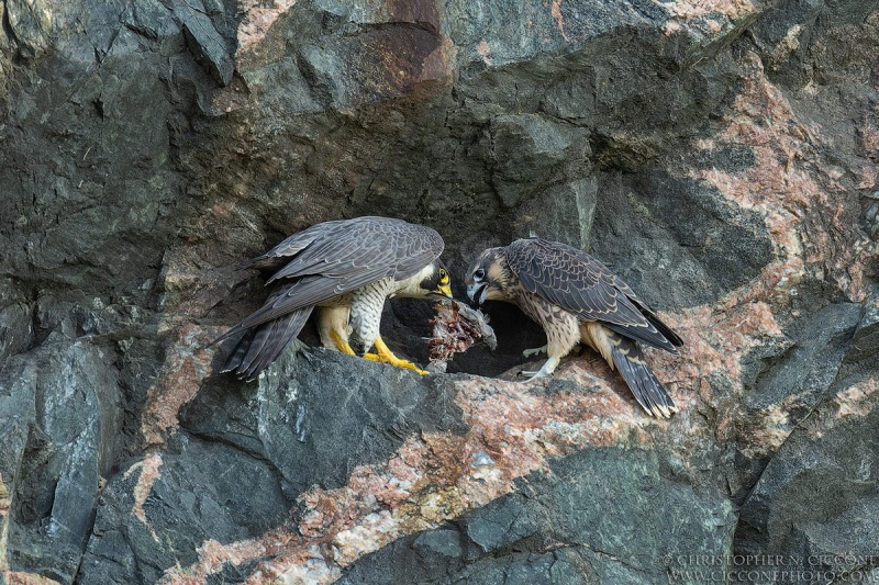 Peregrine Falcon