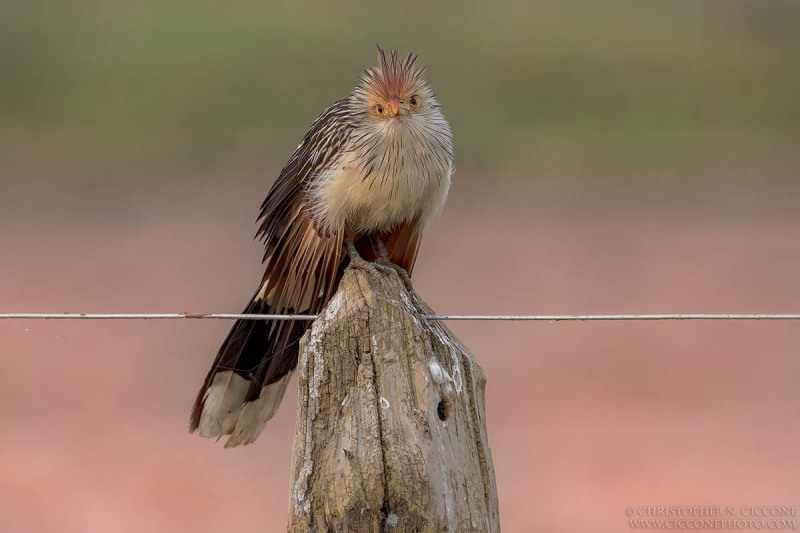 Guira Cuckoo