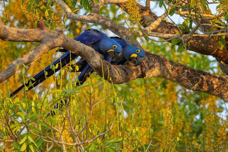 Hyacinth Macaw