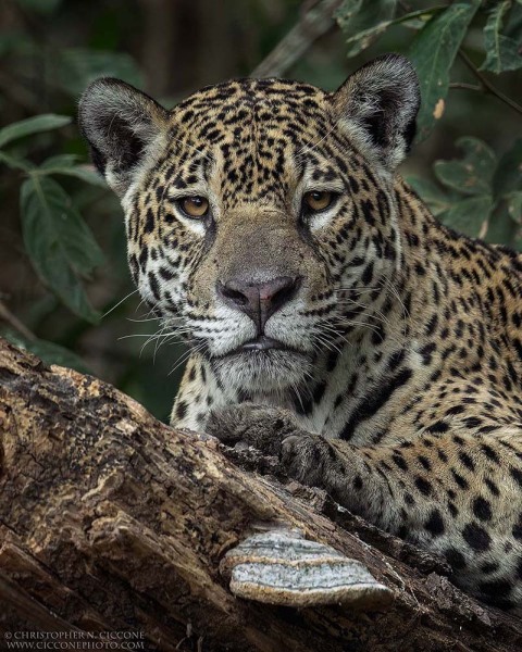 Jaguar