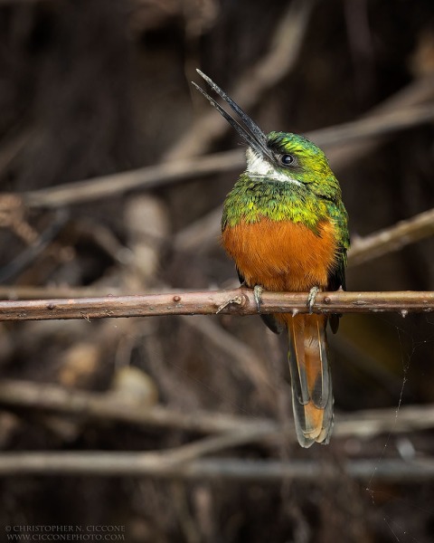 Rufous-tailed Jacamar