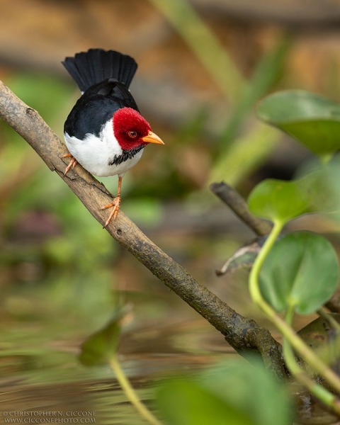 Yellow-billed Cardinal