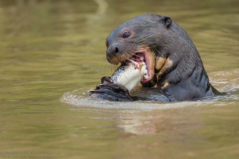 Giant River Otter