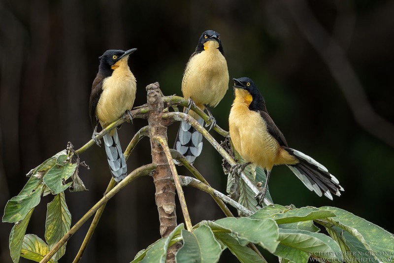 Black-capped Donacobius