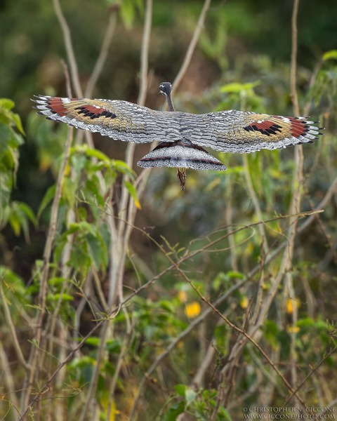 Sunbittern