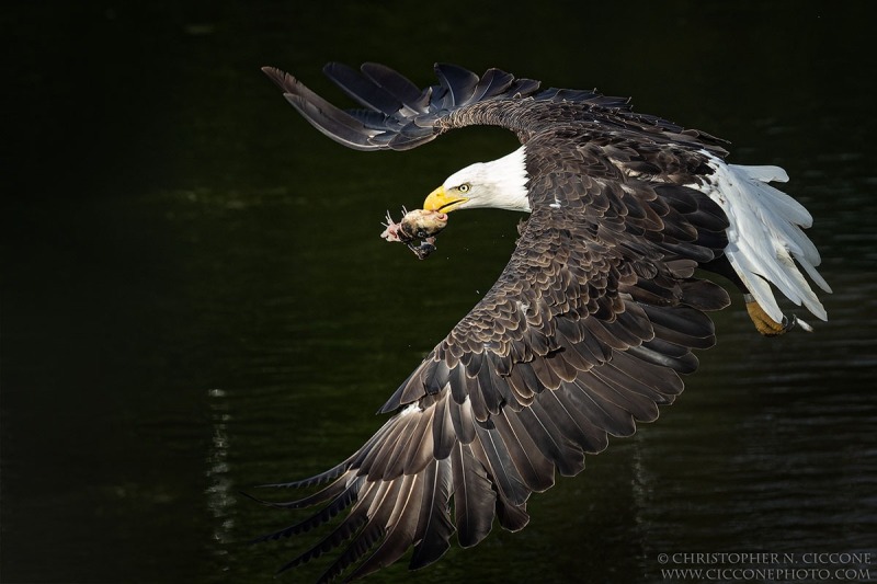 Bald Eagle