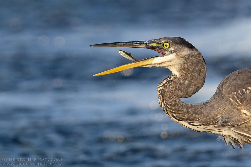 Great Blue Heron