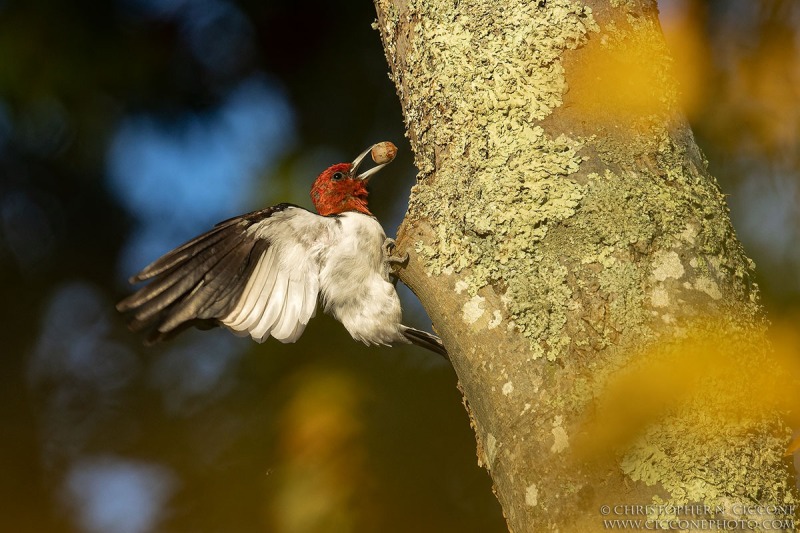 Red-headed Woodpecker