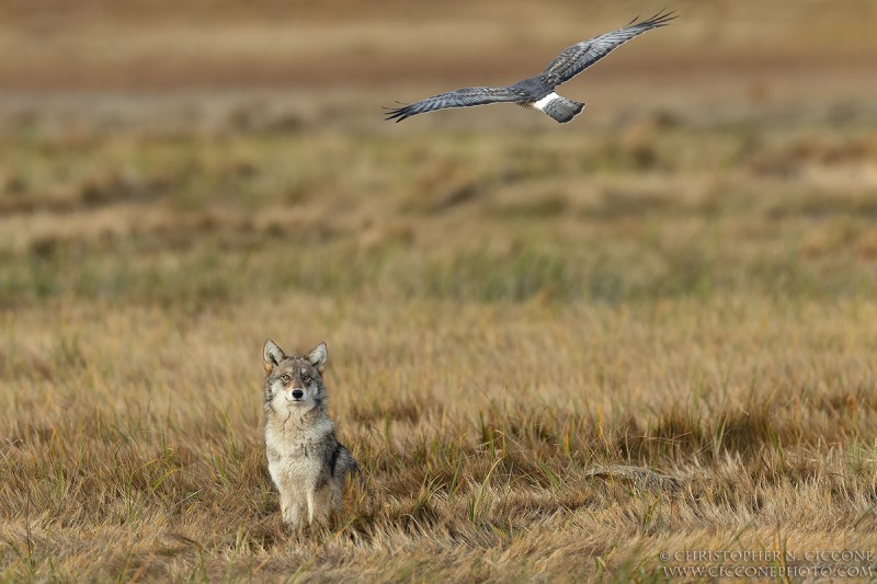 Coyote & Northern Harrier