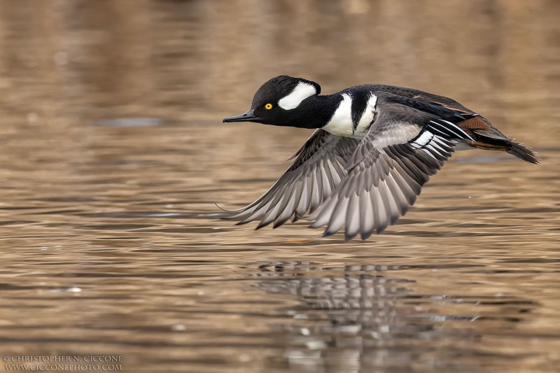 Hooded Merganser