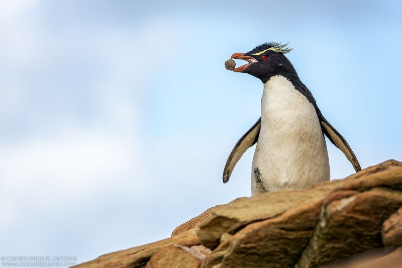 Southern Rockhopper Penguin