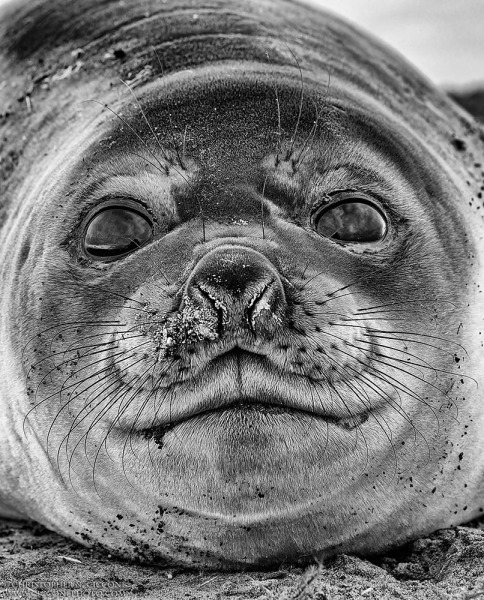 Elephant Seal pup