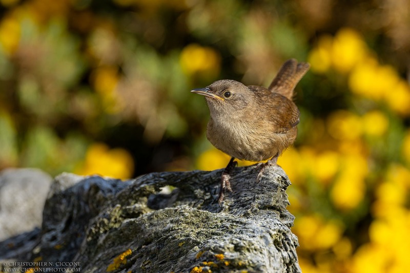 Cobb's Wren