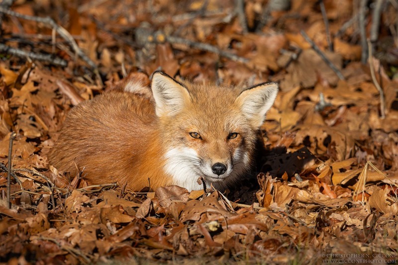 Red Fox