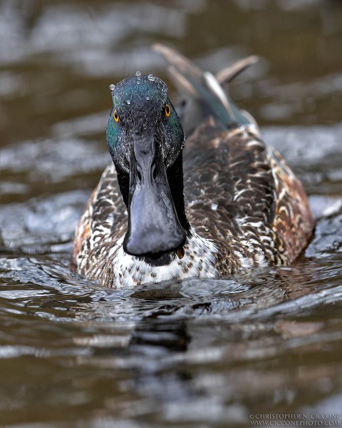 Northern Shoveler