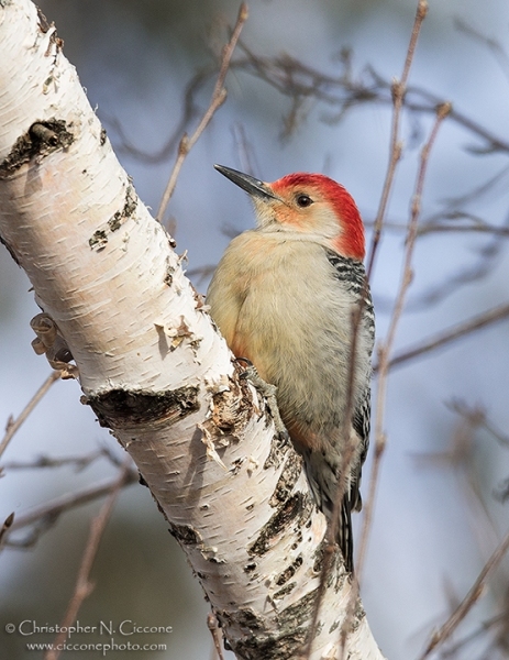 Red-bellied Woodpecker