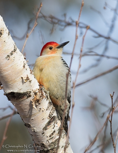 Red-bellied Woodpecker