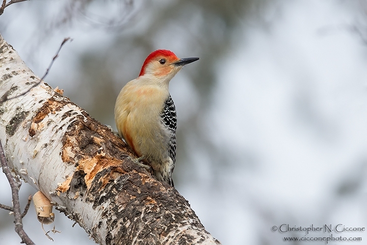 Red-bellied Woodpecker