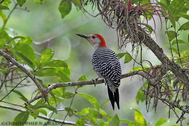 Red-bellied Woodpecker