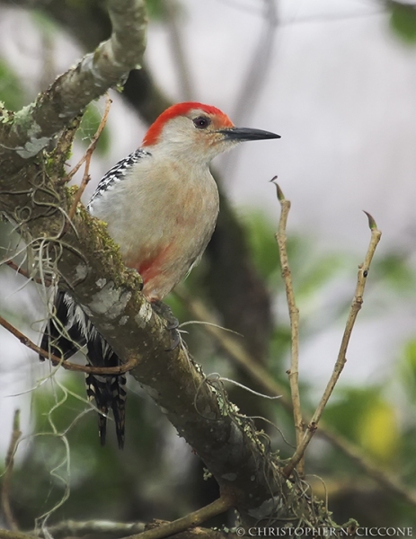 Red-bellied Woodpecker