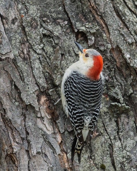 Red-bellied Woodpecker