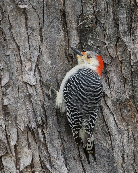 Red-bellied Woodpecker