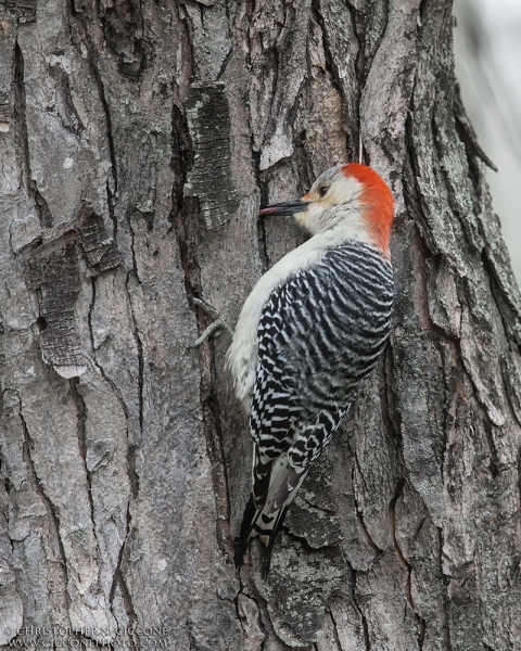 Red-bellied Woodpecker