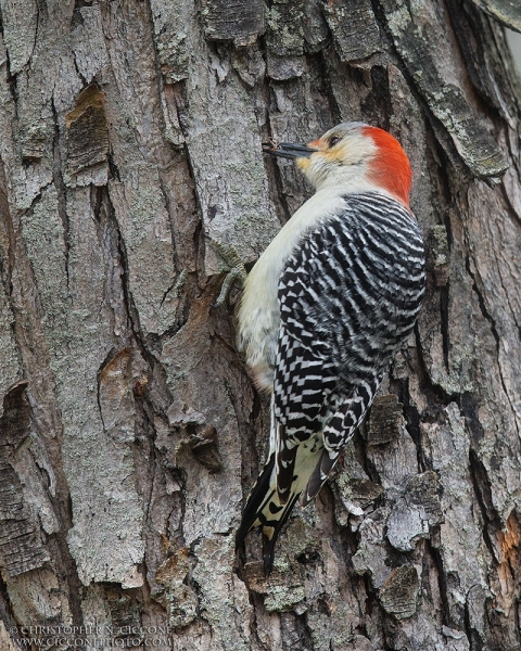 Red-bellied Woodpecker