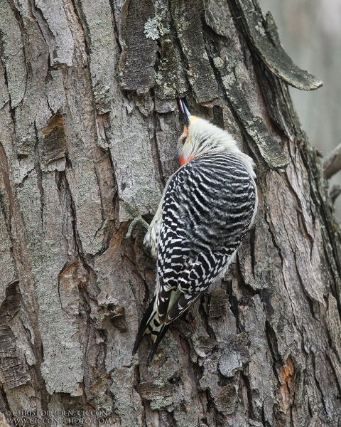 Red-bellied Woodpecker