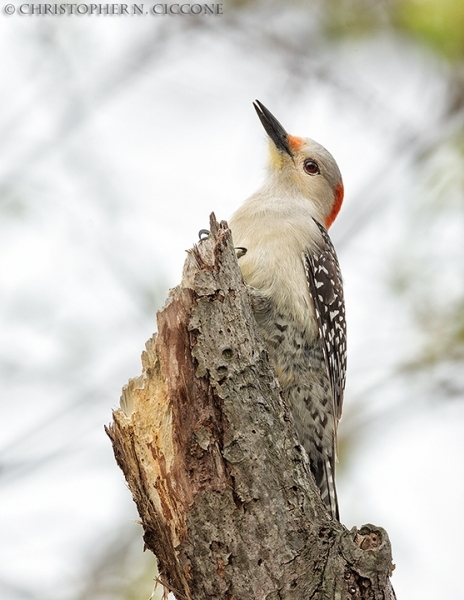 Red-bellied Woodpecker