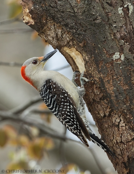 Red-bellied Woodpecker