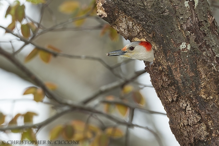 Red-bellied Woodpecker