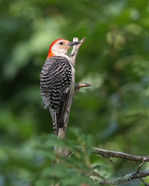 Red-bellied Woodpecker