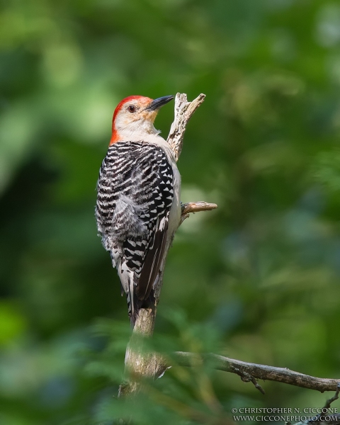 Red-bellied Woodpecker