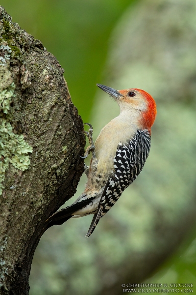 Red-bellied Woodpecker