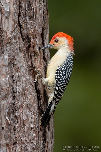 Red-bellied Woodpecker