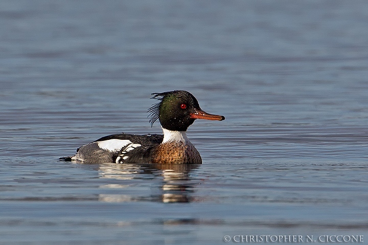 Red-breasted Merganser