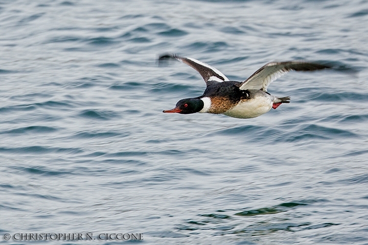 Red-breasted Merganser