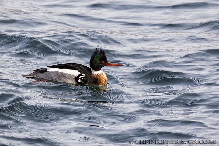 Red-breasted Merganser