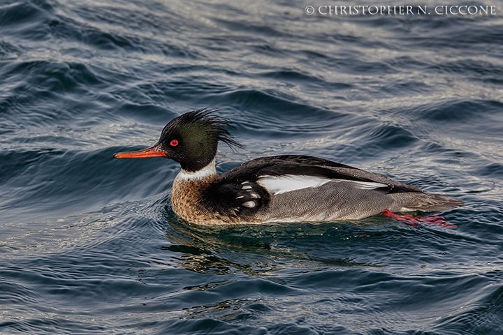 Red-breasted Merganser