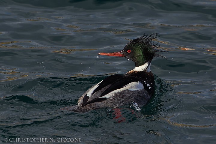 Red-breasted Merganser