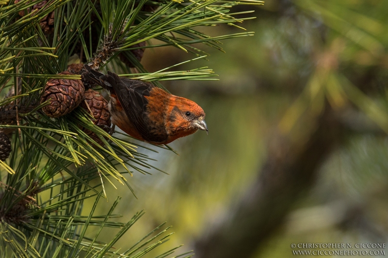 Red Crossbill