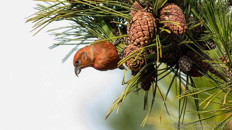 Red Crossbill