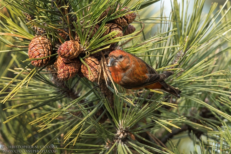 Red Crossbill